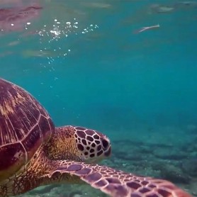 Swimming with Turtles in APO Island